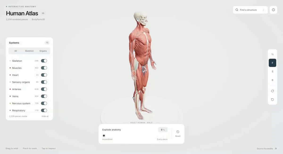 Интерактивный 3D-сайт анатомии человека