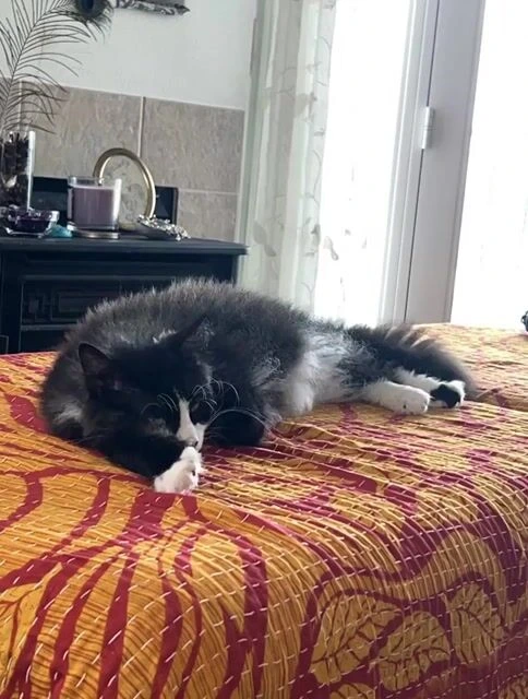 Кот Лео и друзья-котята с Луны