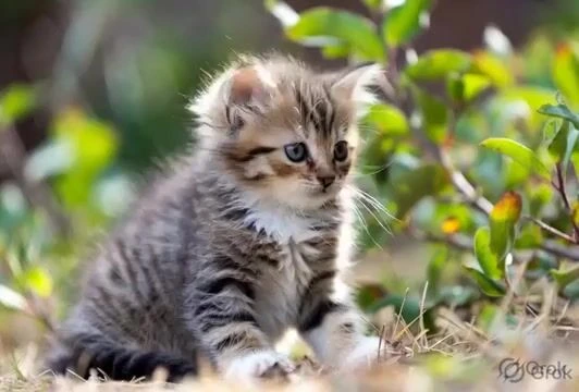 Фотография пушистого котёнка на улице