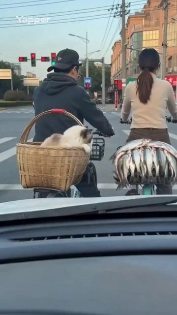 Тряпичная кошка пытается украсть рыбу на красный свет