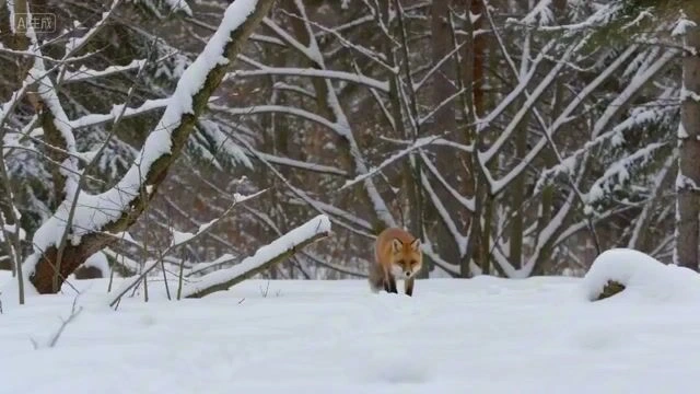 Ультрареалистичный документальный фильм об охоте лисы