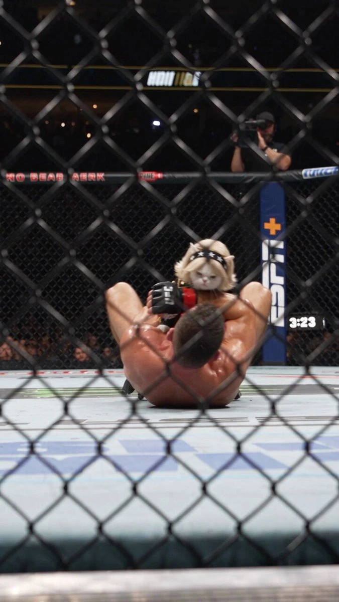 Кошка против бойца UFC